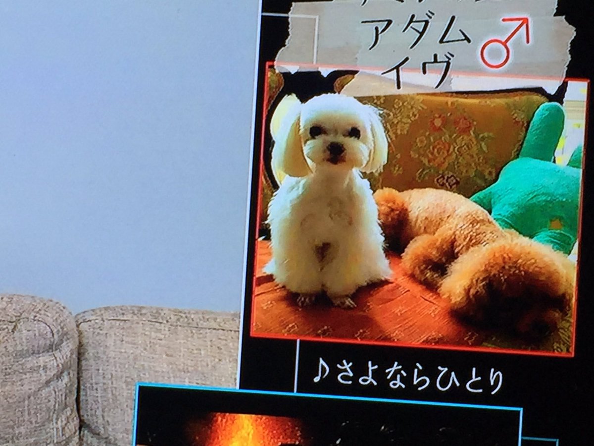 くまこ در توییتر まさかのアダムとイヴ O テミンかわいかった