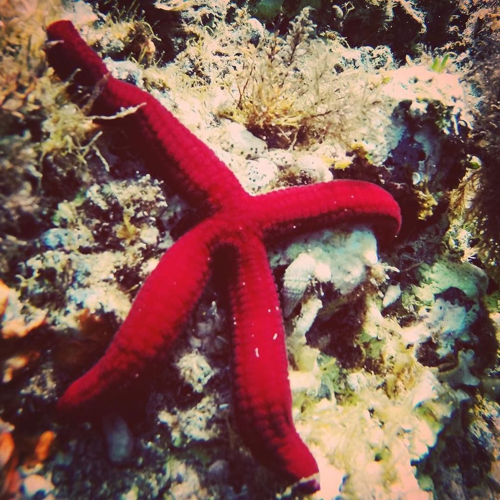 #seastar in #ustica #island - #travel #photography #color it's very rare for me ! ift.tt/29Wpx8p