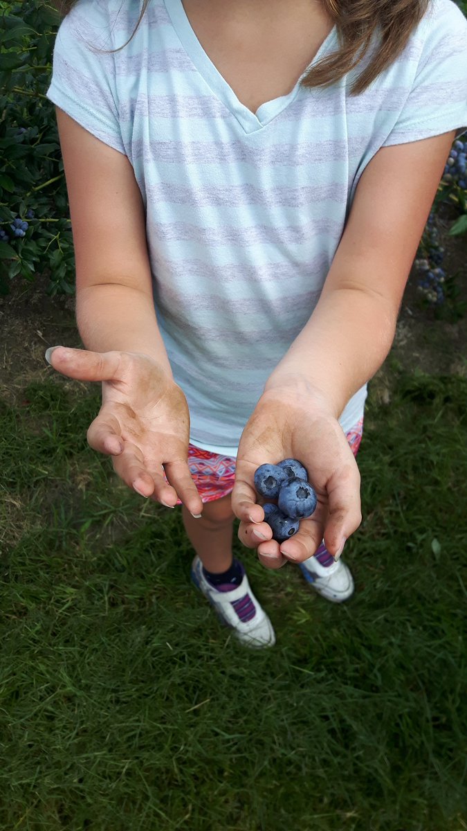 JenniferBos1's tweet photo. "I ate so many blueberries!"  Such a great time had at Parks today !!#sccdsb #campstclair https://t.co/gvzxc8qtIf