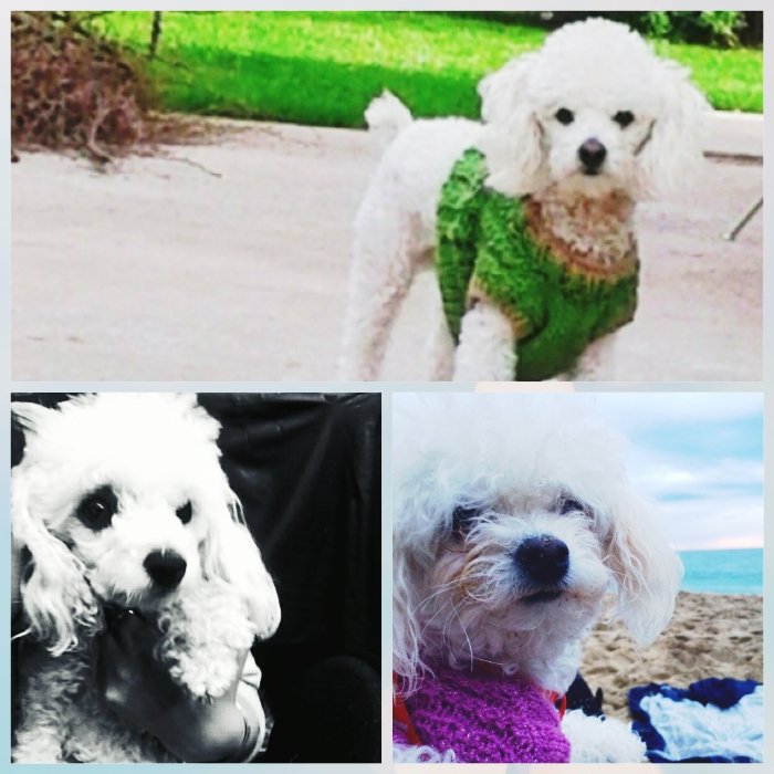 Marcelapalacios's tweet photo. Feliz día a mis cachorros 😍 #doglover  #felizdiadog https://t.co/StkHdnfEyd