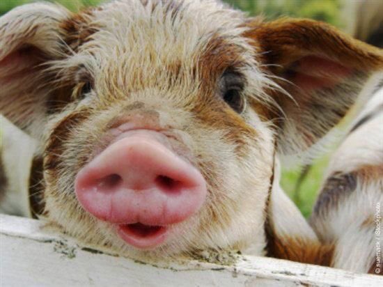 Just Cute Pigs tweet media