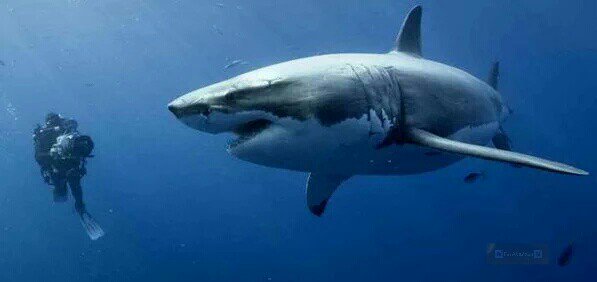 İşte dünyadaki en tehlikeli canlı. Her yıl milyonlarca ölümden sorumludur. Yanında da büyük beyaz köpek balığı var