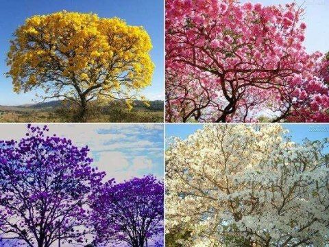 pyfacts's tweet photo. Lapacho or Tajy is the official tree of #Paraguay (image source: https://t.co/WdTecshGRw) https://t.co/I1Aaa2waEE