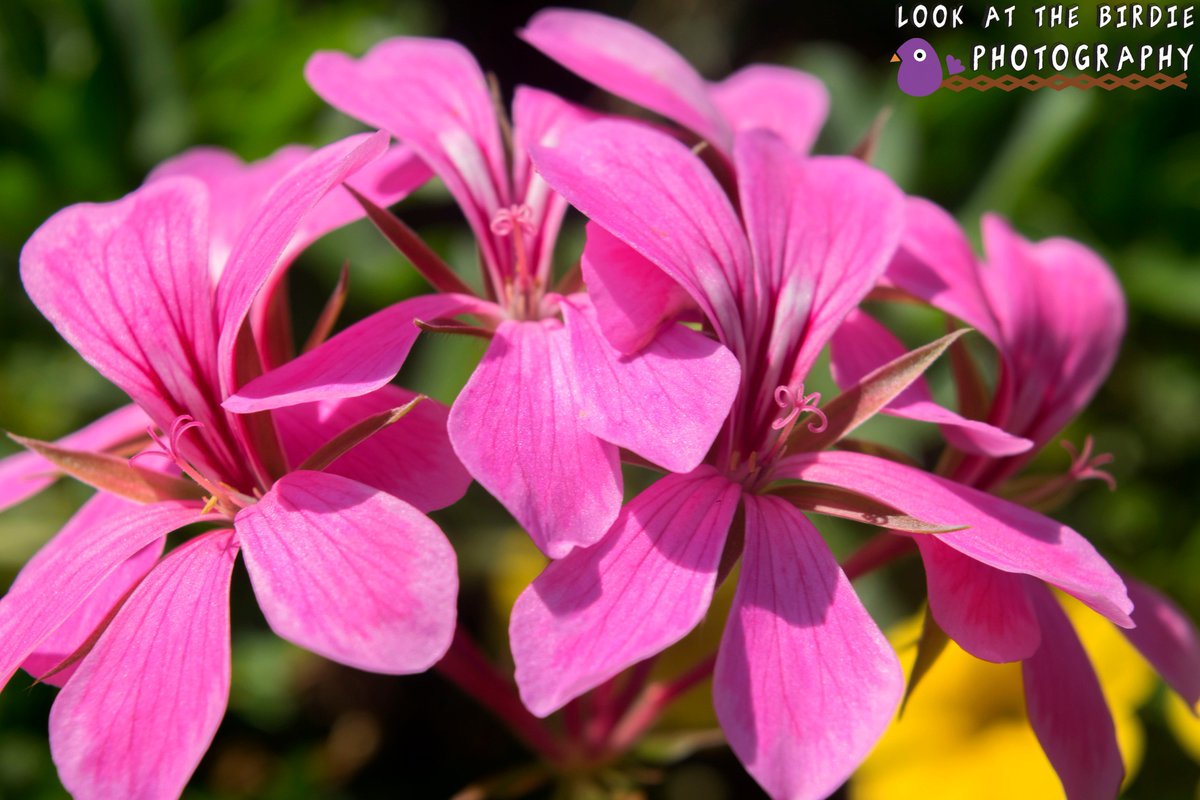 BirdiPhotograpy's tweet photo. #flowers #flowerpower #prettyflowers #photography #nature https://t.co/o1JBbWOhAQ