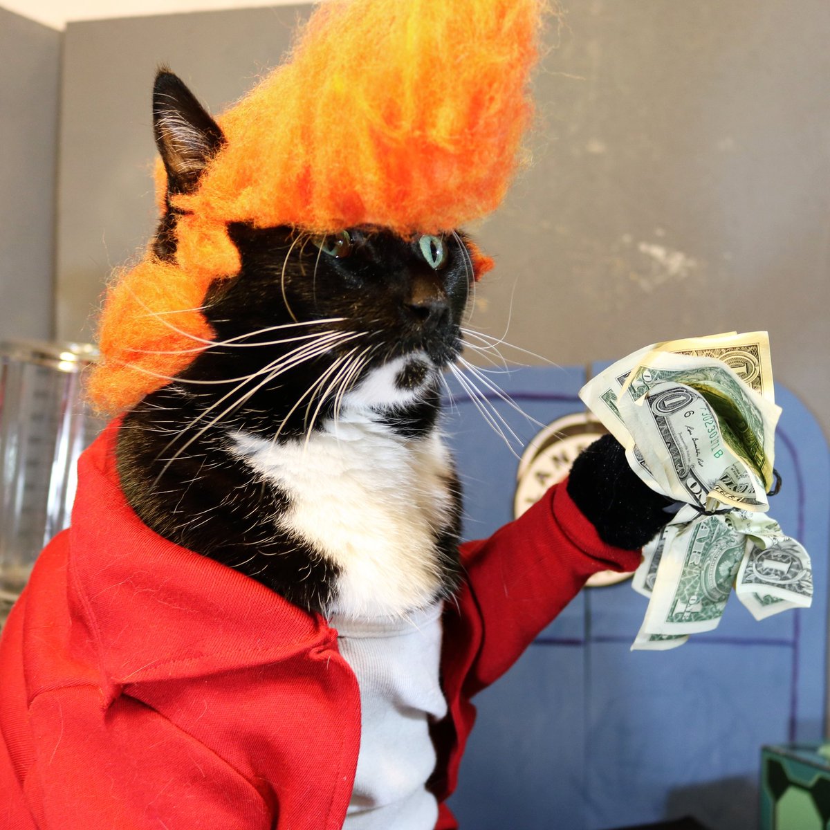 how to get my cat to shut up