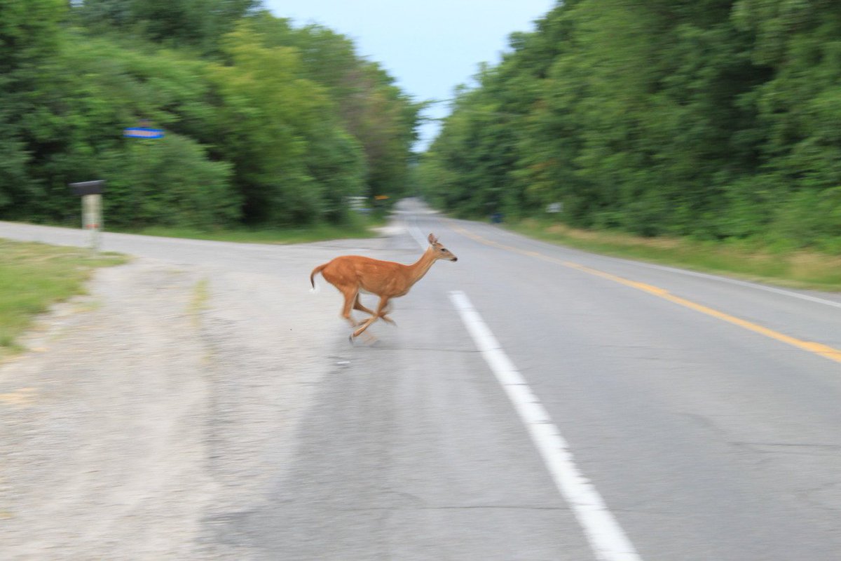 CARFAXca's tweet image. If you see wildlife in your path, brake firmly but stay in your lane #caradvice