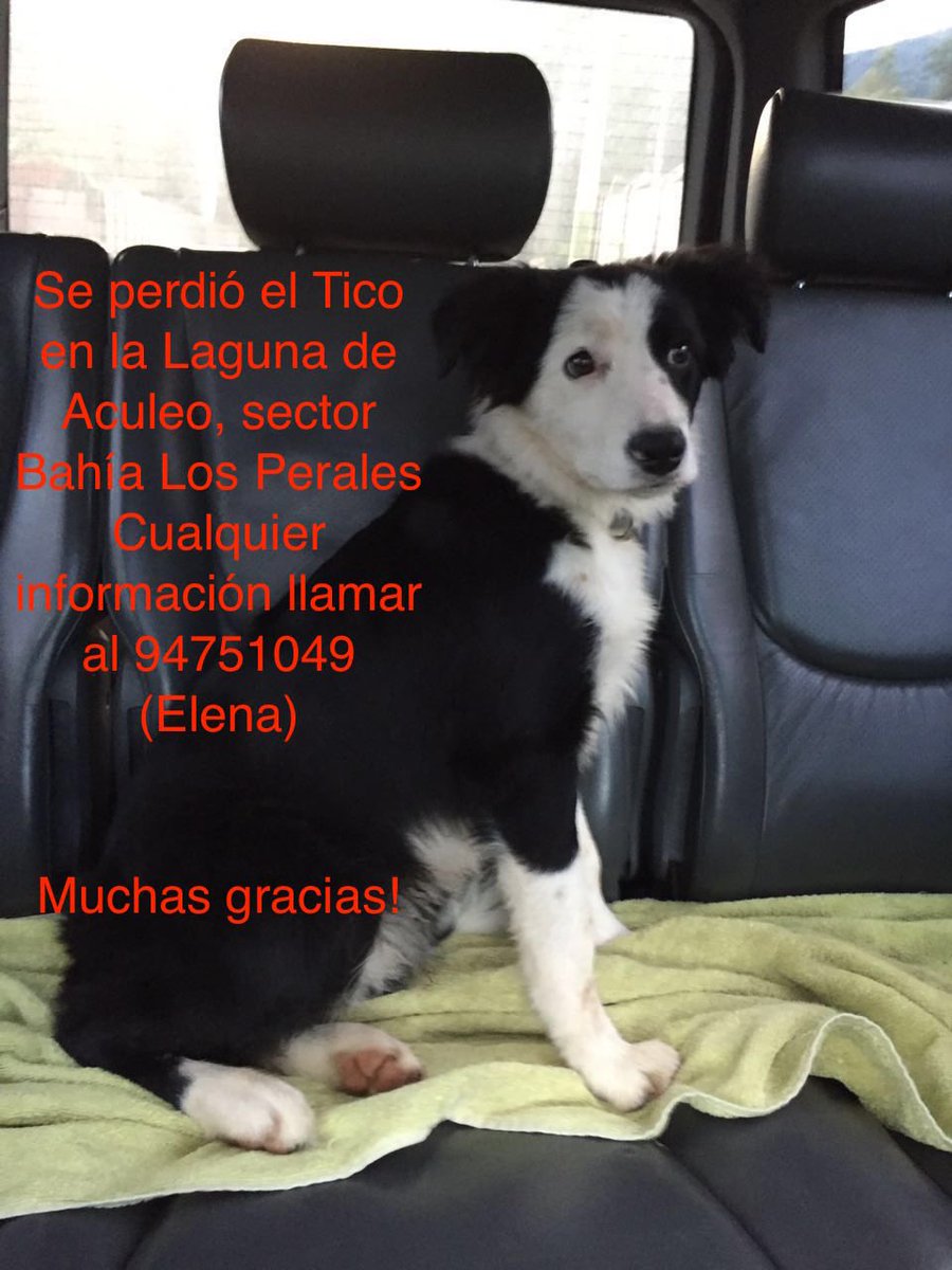 MiloRitter's tweet photo. #lagunaaculeo #aculeo #pintue #rangue #champa #border #collie #BorderCollie https://t.co/NwZXn3ViYc