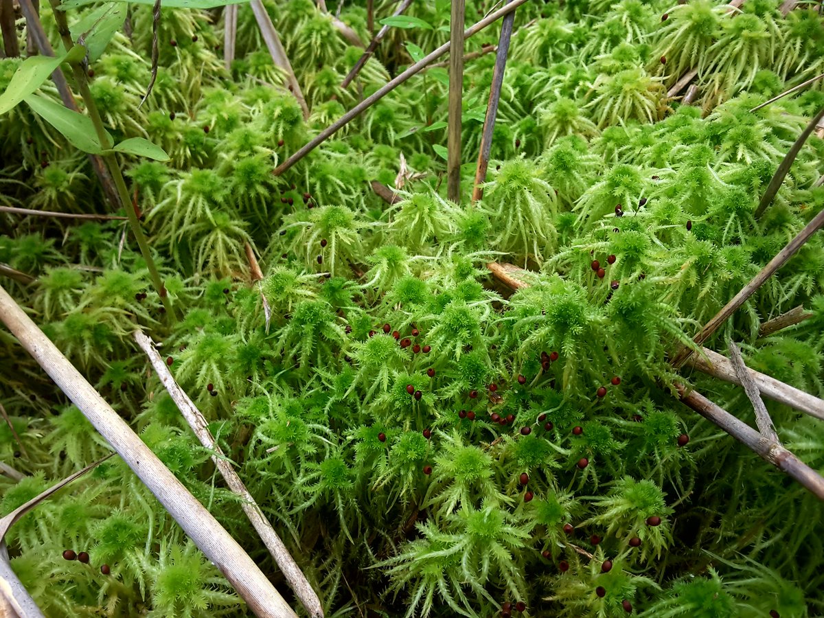 LIFE_REstore's tweet image. Veicot @dabaDAP #LIFE_REstore degradēto kūdrāju inventarizāciju, šīs dienas atklājumi Briģu tīrelī. #LIFE_Programme