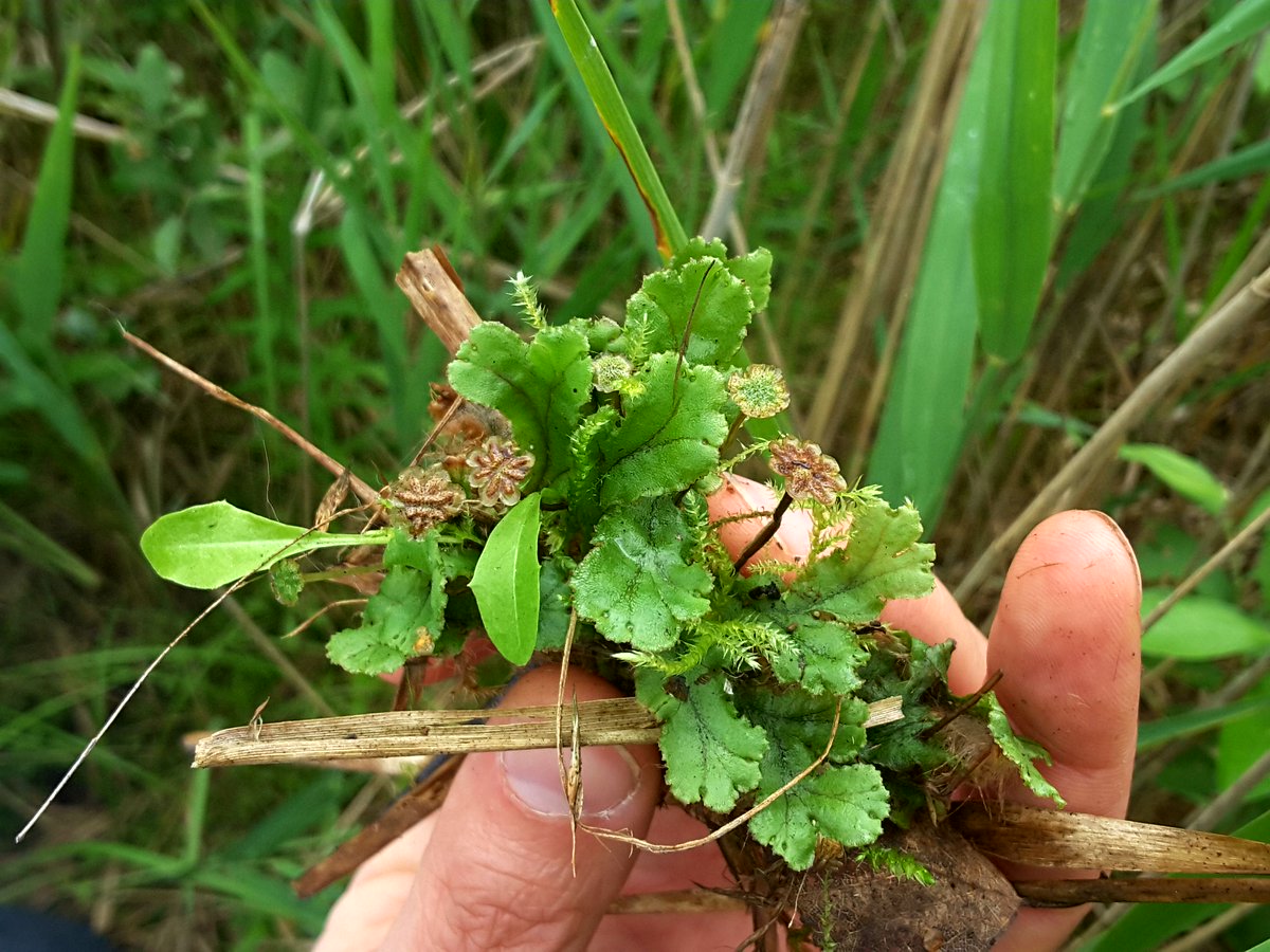 LIFE_REstore's tweet image. Veicot @dabaDAP #LIFE_REstore degradēto kūdrāju inventarizāciju, šīs dienas atklājumi Briģu tīrelī. #LIFE_Programme