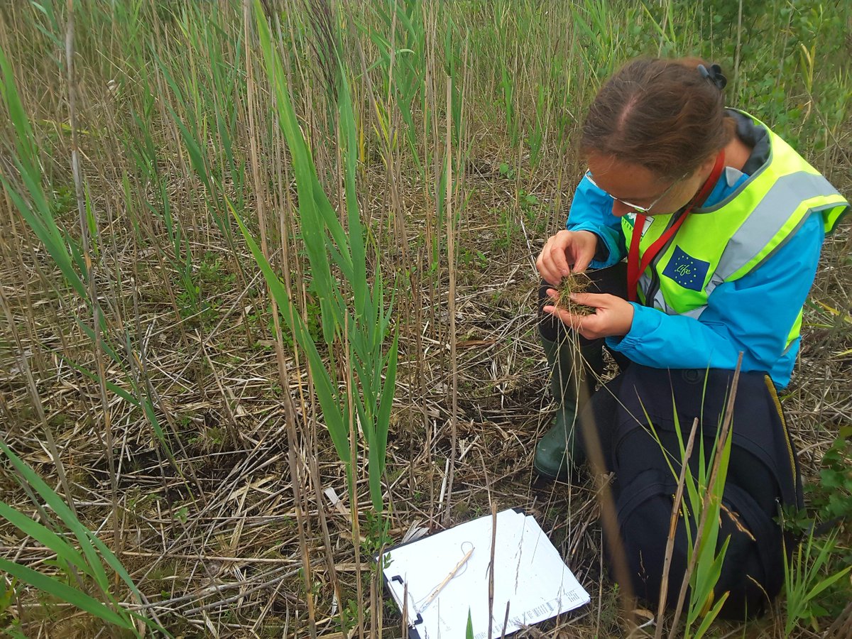 LIFE_REstore's tweet image. Veicot @dabaDAP #LIFE_REstore degradēto kūdrāju inventarizāciju, šīs dienas atklājumi Briģu tīrelī. #LIFE_Programme