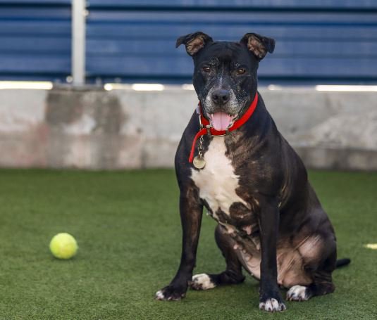 Battersea_'s tweet photo. #Battersea dogs will be helping #PokemonGO players 'catch em all' on their 9am walk tomorrow in #BatterseaPark 🐶 https://t.co/XO8ywRvBTM