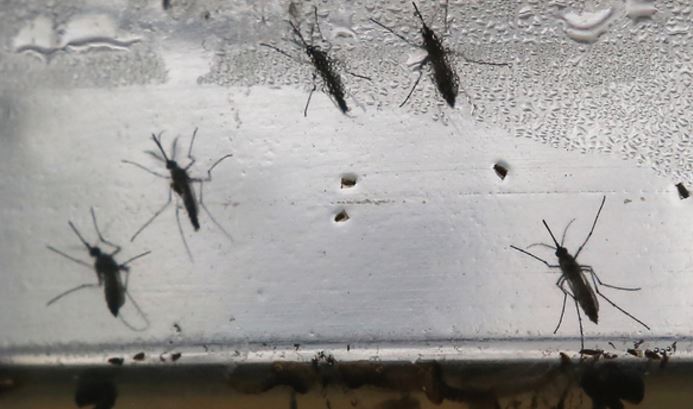 Mosquitoes in #MiamiDade being tested for #Zika. bit.ly/2a2XgPf https://t.co/2Slwk8xWHJ