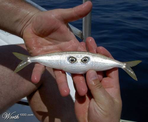 FishingNetw0rk's tweet photo. Hilarious! I would jump in a shark infested area if I caught one of this! https://t.co/HRblTwOnwX