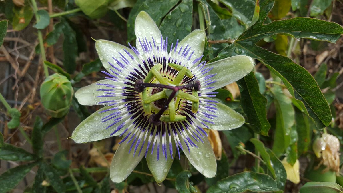 soniandolz's tweet photo. La mas elegante de todas las flores la  #pasionaria o  #flordelapasion https://t.co/DTsCDr1kZw