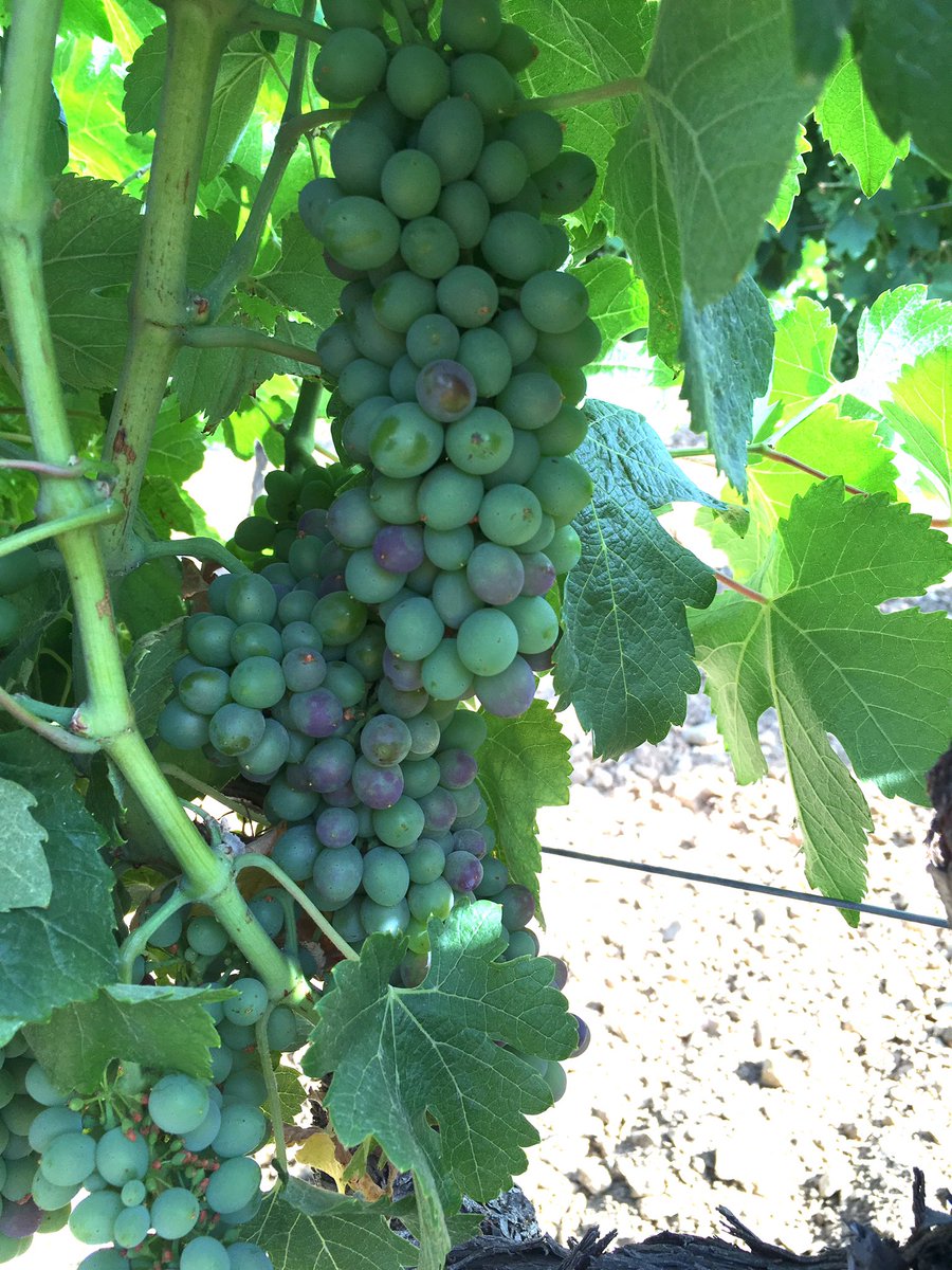 First signs of veraison in our Syrah, you know what this means... Only 45 sleeps till harvest!!!
