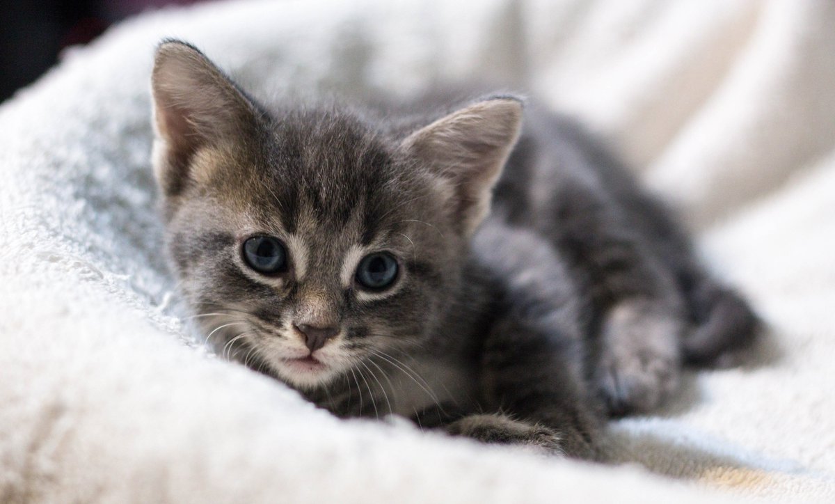 TOO. MUCH. #CUTENESS. Meet Alice- soon to be adoptable #kitten. #CatRescue #CatsOfTwitter #AdoptDontShop #cute #meow