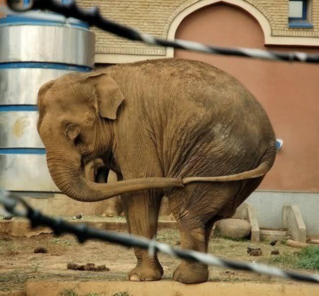 Paisajes_Es's tweet photo. Elefante demostrando al mundo que se puede tocar la cola https://t.co/YyCWynaeOW
