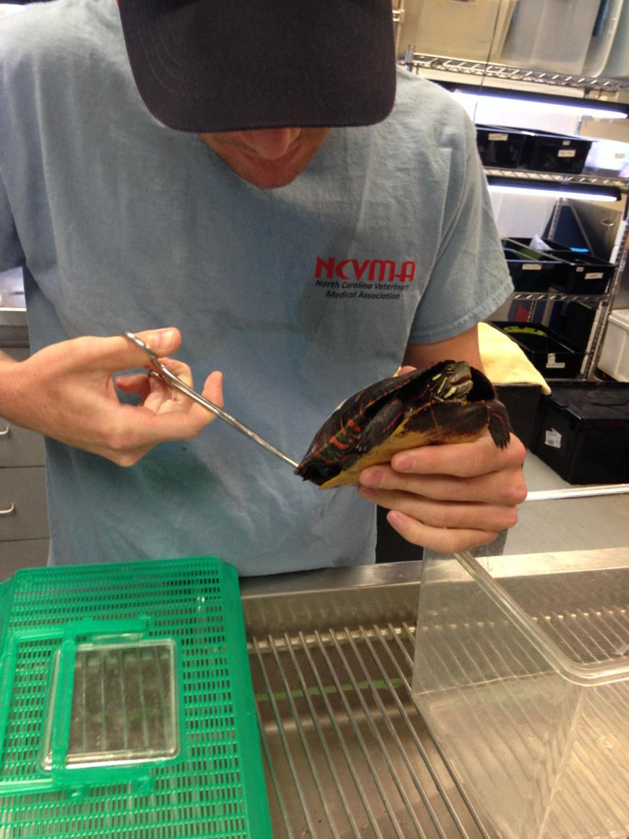 Brinchekscience's tweet photo. Scarlet did great at her last check up! She is ready for release! #ncsutrt #greenstem #aceturtles https://t.co/ZcLhShBSMm