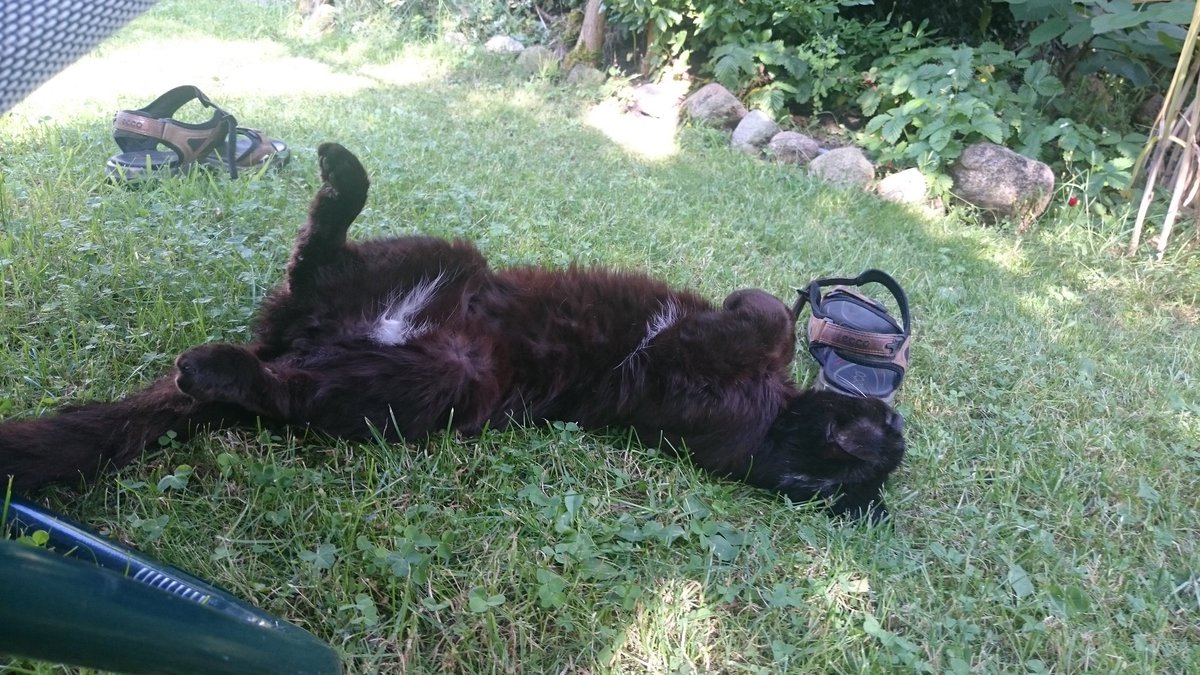 Mycopoftea's tweet image. I've got company while reading #OnlyOneMonth in the garden. Life is good.