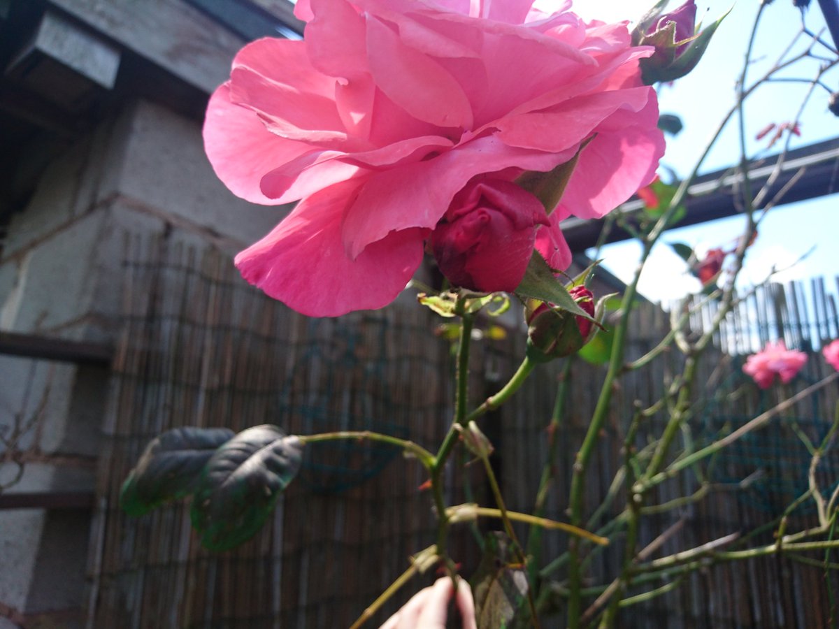 britanytitney's tweet photo. Flower photos https://t.co/zRNxCjan0s