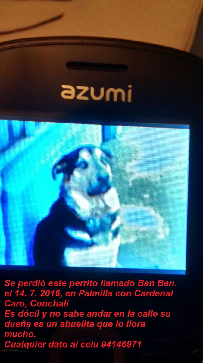 urgente ayuda #extraviadosensantiago #conchali Ban Ban  su dueña es un abuelita que lo llora mucho 94146971