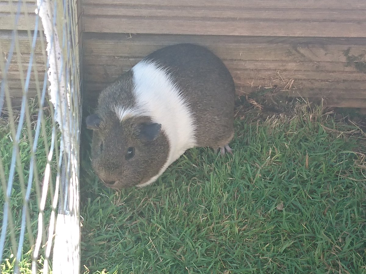 britanytitney's tweet photo. Photos of my mates guinea pigs https://t.co/9kOGAoUIcG