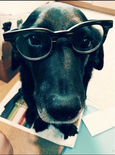 123MYMD's tweet image. Find out how owning a dog can correlate to better overall health at 123mymd.com/fitness/dog-ow….