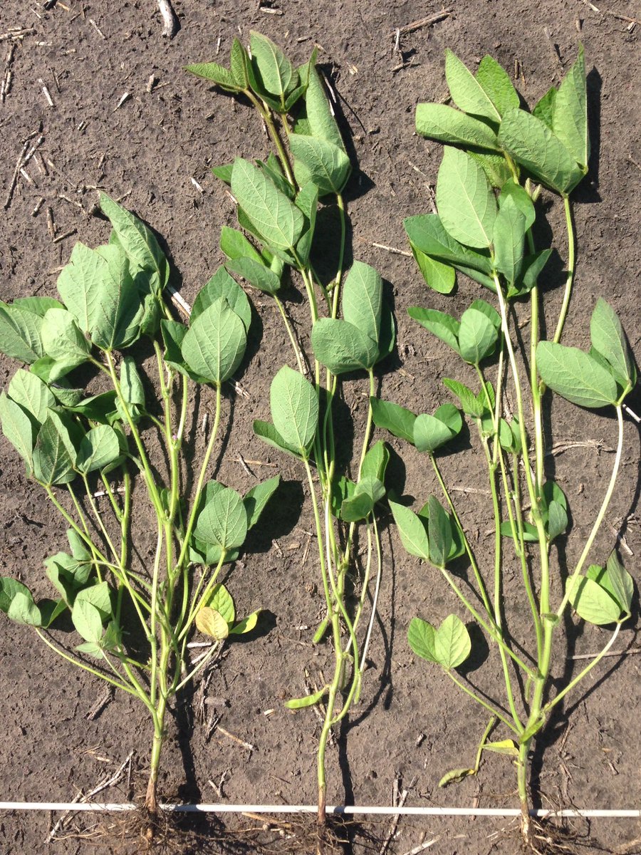 TLCourt's tweet image. Different growth habits showing in our Dekalb Soybean Demo. From L-R: 22-60, 23-11, 23-60 @courtseeds @Wes_DEKALB