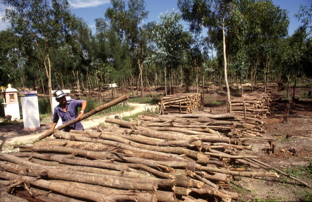 FAOKnowledge's tweet image. #Sabíasque un árbol después de talado puede contribuir al almacenamiento de carbono bit.ly/29Nv4AG #COFO23