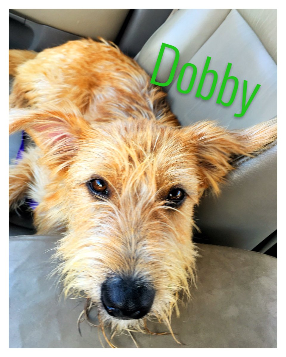 We are proud to introduce the newest member of the DZ Delta Omega family! #rescueadog #dzpup #socute