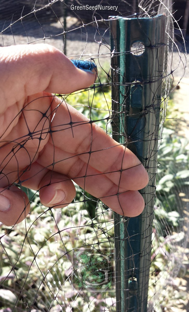 Terry_Chronistr's tweet image. The #BirdNetting continues to be the best #deterrent for use around the raised beds, just gotta remember to reset it