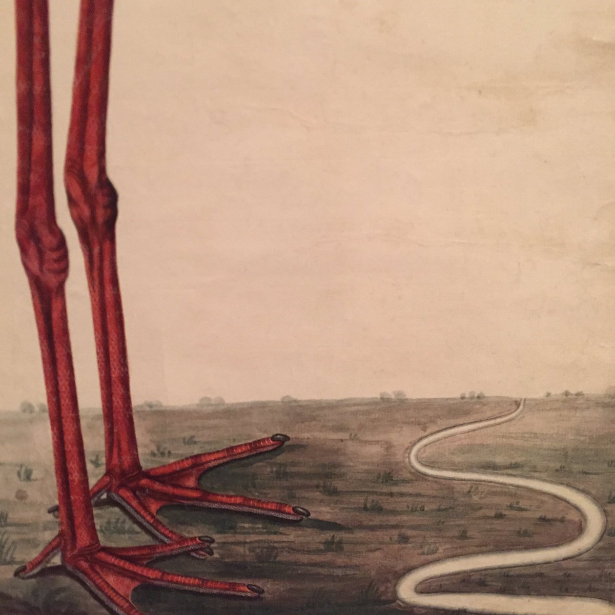 KurtBehrendt's tweet photo. Black Stork in a Landscape, detail, India, Lucknow, ca. 1780, watercolor on European paper, MMA 2000.266 #themet https://t.co/M0NlCHDa5G