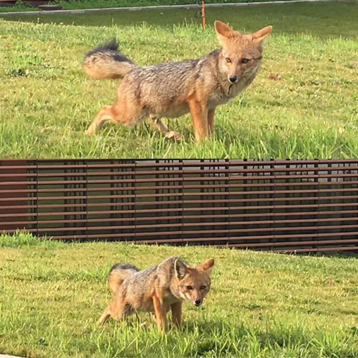 AHORA: Fue sorprendido merodeando este zorro en la Universidad de Los Andes en ...  
facebook.com/LasCondesActiv…