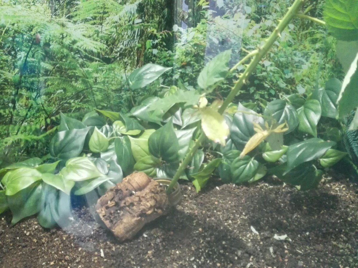 KalAgath's tweet photo. Descubre al insecto #InsectoHoja https://t.co/oFs0Helrjk