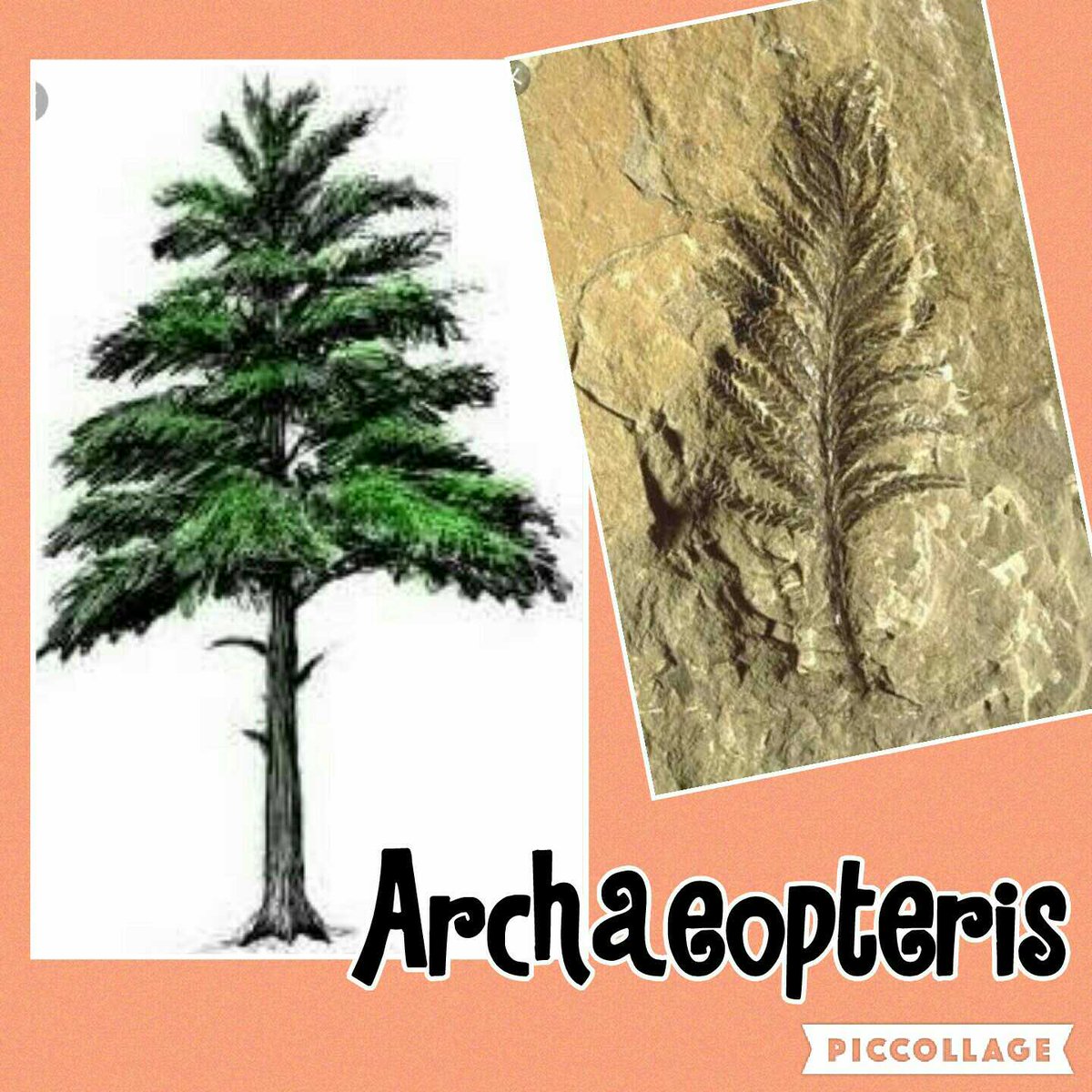 yazzmin_gg's tweet photo. Uno de los primeros árboles del mundo, parecidos al helecho @plantasENSE @CienciasENSE https://t.co/8Igwq17Dhl