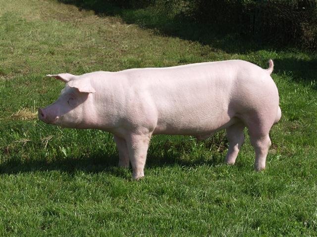 BodorPcs's tweet image. Ismét bővül a Család :D