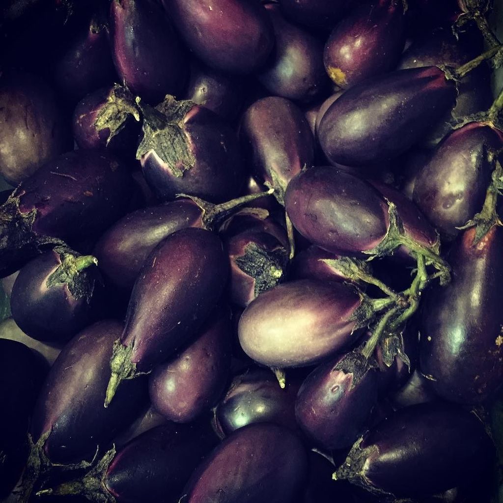 AngryBearKit's tweet image. Lots of baby eggplant to work from @over_the_hill_farm come have some #cravecbus #cbusconn… ift.tt/29S2DgP