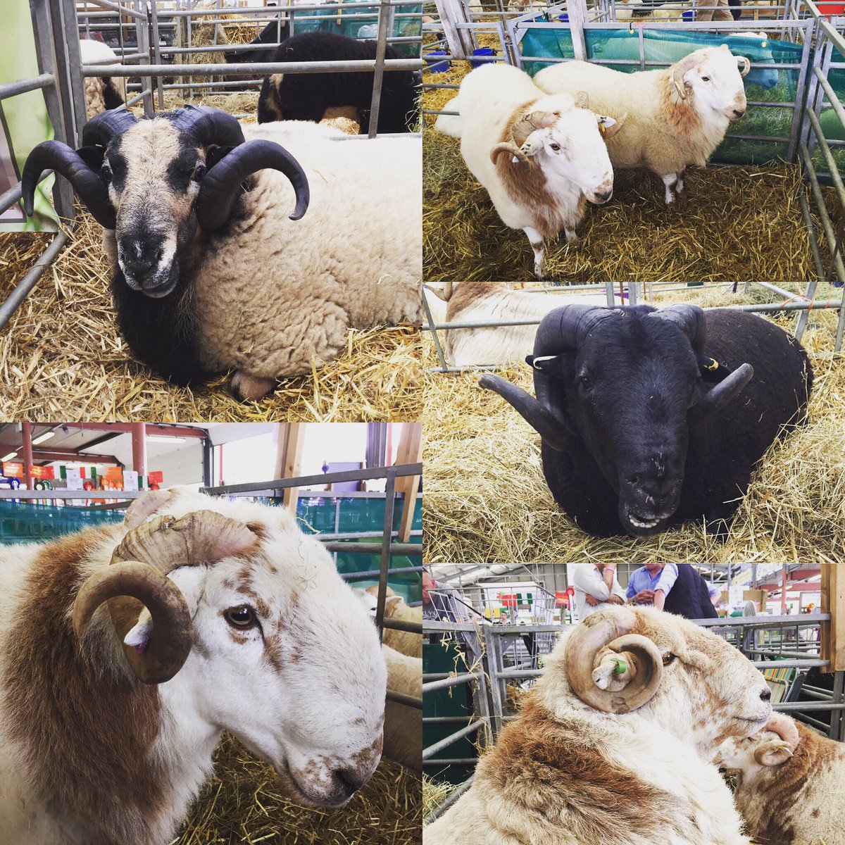 ThomasSiwan's tweet photo. Diwrnod hyfryd yn y Sioe Fawr @royalwelshshow #RWS2016 #defaid https://t.co/o7vIWGig7s