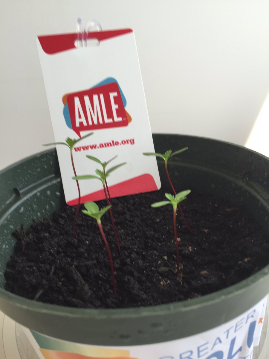 April_AMLE tweet picture