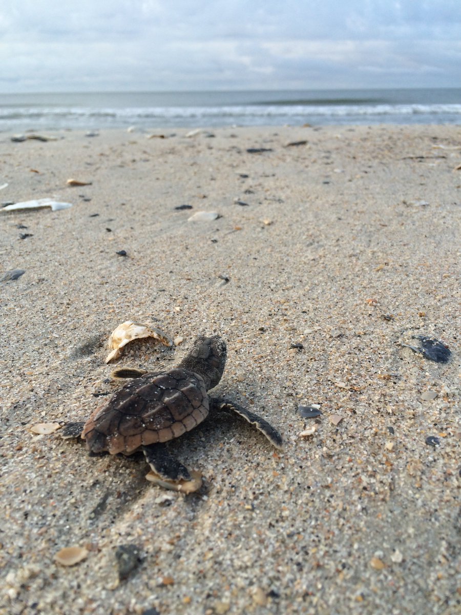 Help this little loggerhead make it to the ocean: don't feed gulls and always fill in holes you dig on the beach!