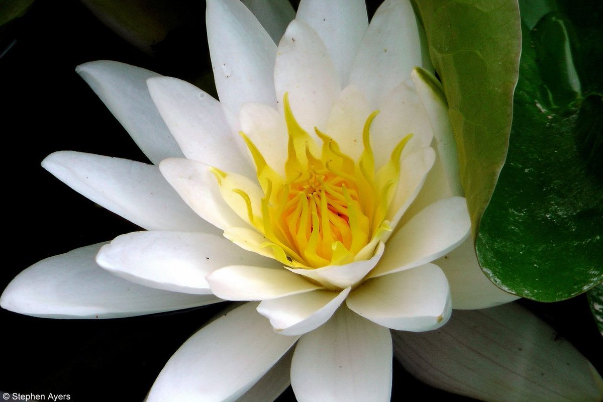 Walthamsteve's tweet image. Eurasian white water lilies (Nymphaea alba) at #Walthamstow #Wetlands @WildWalthamstow