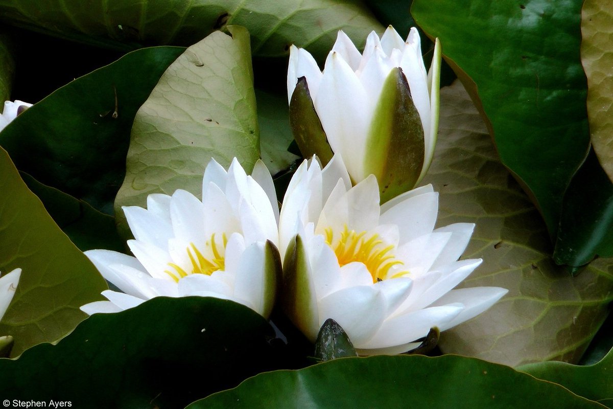 Walthamsteve's tweet image. Eurasian white water lilies (Nymphaea alba) at #Walthamstow #Wetlands @WildWalthamstow