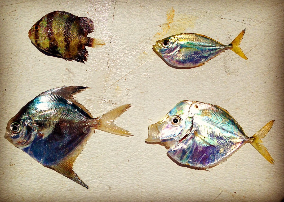 TexasSharks_JD's tweet photo. A few cool fishes collected today! How about a little #namethatfish !?? #GulfofMexico #Texaswaters #Sabine https://t.co/JHlmnBJgXO