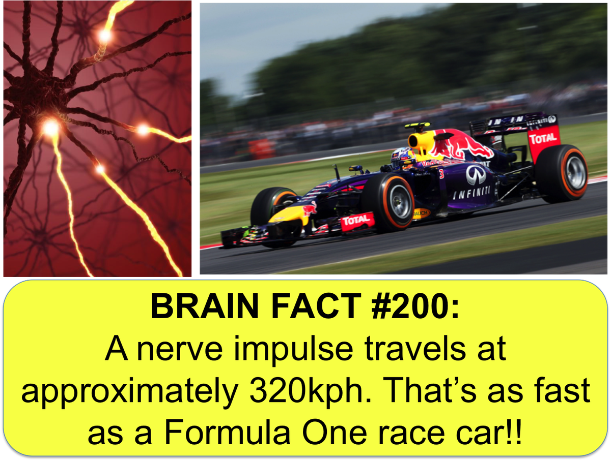 Come and find out more amazing brain facts at Kids Navigate Neuroscience 2016!
#KNN