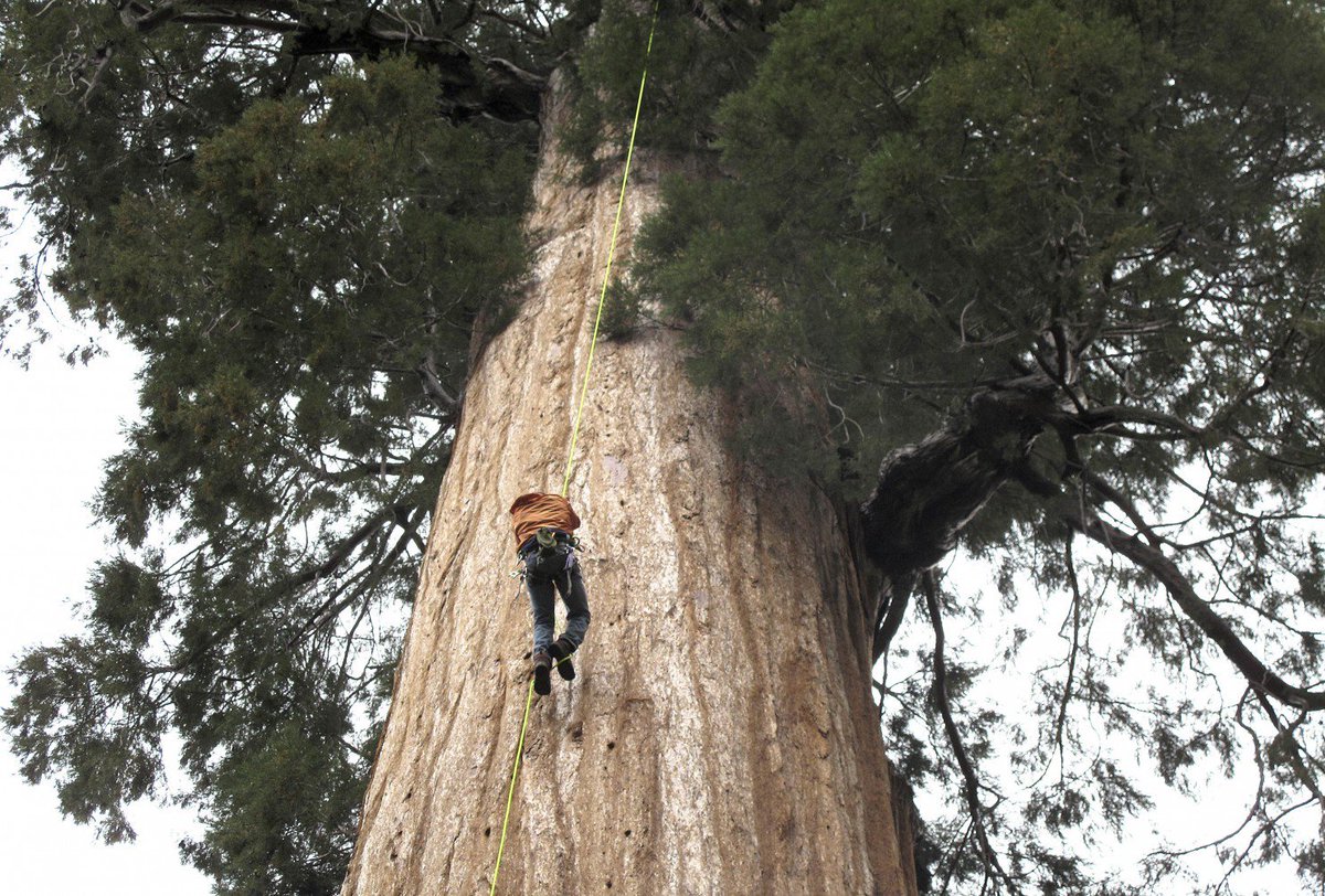 KQEDscience's tweet photo. Tree Climbers Clone Redwoods to Fight Climate Change https://t.co/9NlMCtvMVX https://t.co/XxsXffmJxt