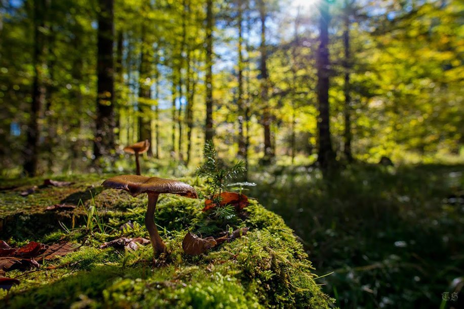 Ultrawide lens bukan cuma utk "getting all in", tp jg utk "getting closer". Ini lensa 20mm di FF.