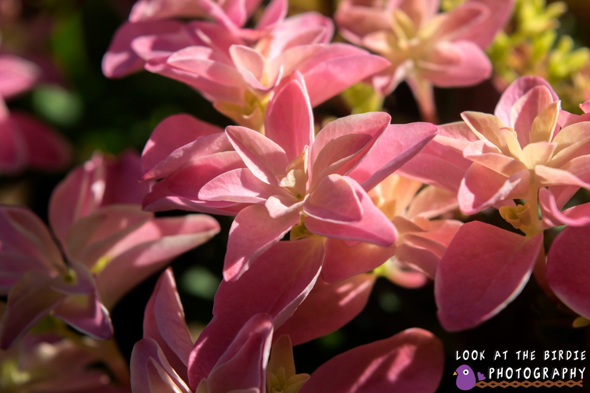 BirdiPhotograpy's tweet photo. #flowers #flowerpower #prettyflowers #photography #nature https://t.co/lhx46Y6JkT