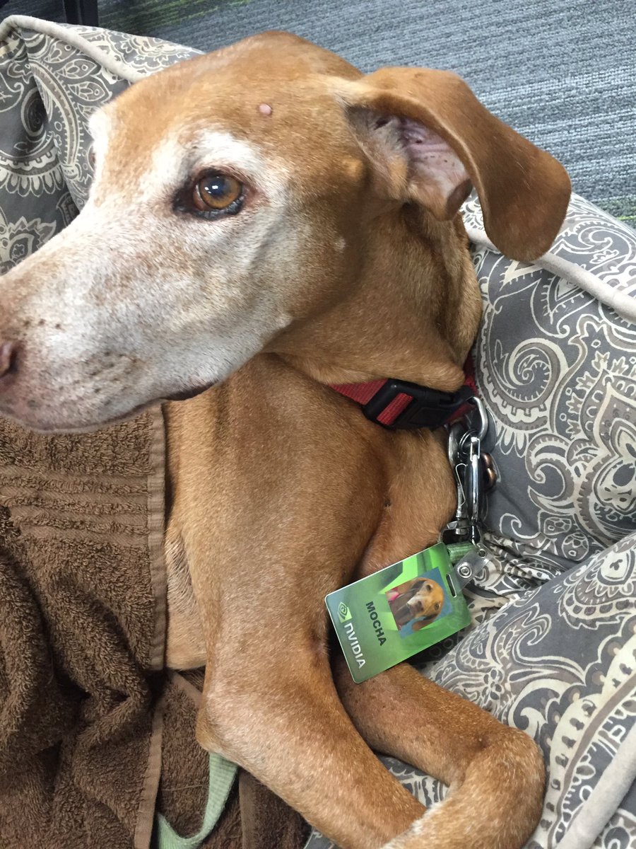 Larson5000's tweet image. #nvidia canine