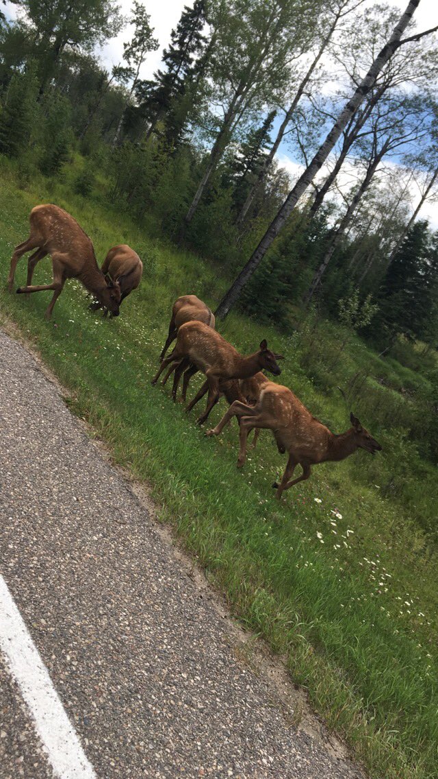 Weeksalex6's tweet photo. A ton of Elk out at Wask! Gotta be careful on the roads😬 https://t.co/bOAQkle659