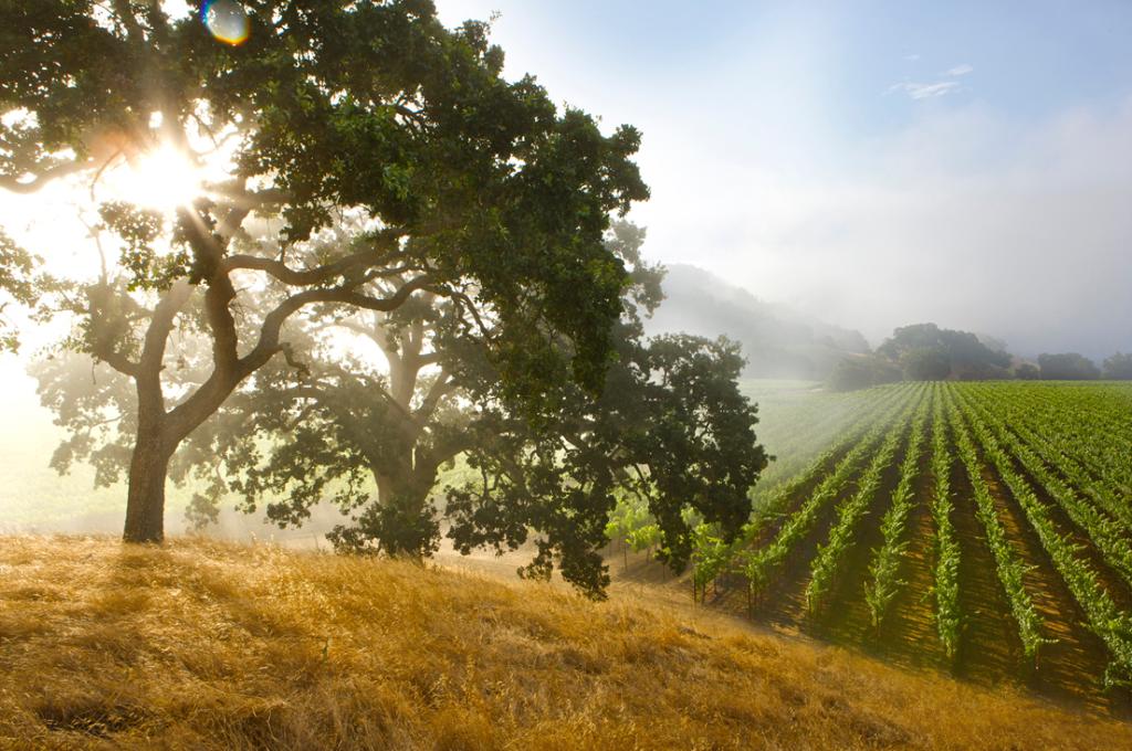 E&amp;J Gallo &amp; <a href="/IBM/">IBM</a> built a smart irrigation system to save water.
Learn more on @IBMWildDucks.
tw.itunes.com/6014BI5DA